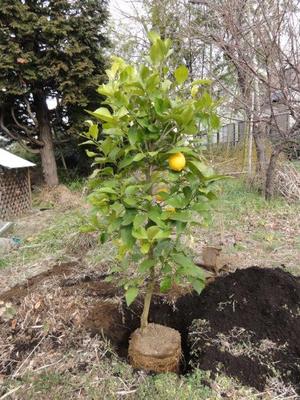 相模原レモン（素人野菜研究会）