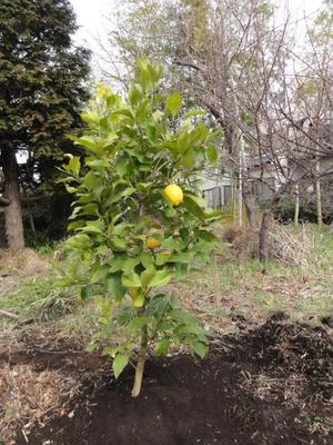 相模原レモン（素人野菜研究会）