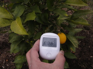 相模原レモン（素人野菜研究会）
