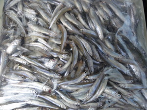 ワカサギ釣り（素人釣り研究会）