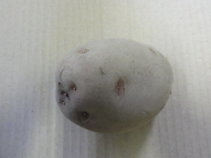 素人野菜研究会（じゃがいも）