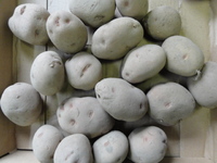 素人野菜研究会（じゃがいも）