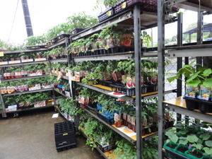 素人野菜研究会