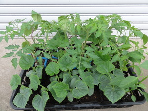 素人野菜研究会