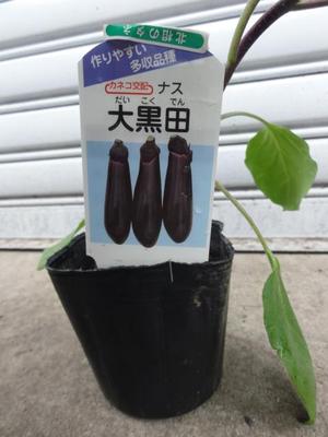 素人野菜研究会