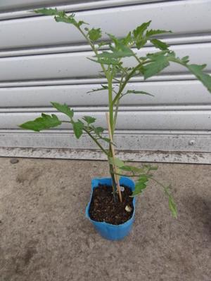素人野菜研究会