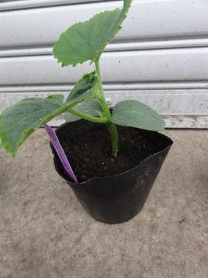 素人野菜研究会