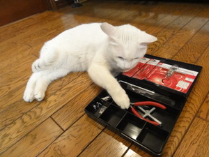 ミルフィーのＧＴ（２０００）