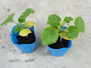 素人野菜研究会（かぼちゃ）