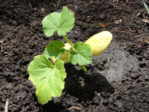 素人野菜研究会（かぼちゃ）
