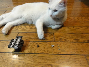 猫のＴＯＹＯＴＡ２０００ＧＴ
