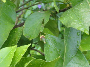 素人野菜研究会（状況報告）