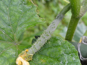 素人野菜研究会（状況報告）