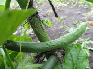 素人野菜研究会（状況報告）