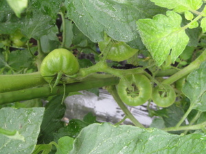 素人野菜研究会（状況報告）