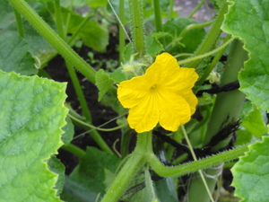 素人野菜研究会（状況報告）