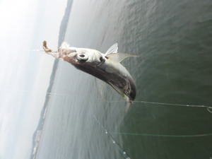 海釣り（五目釣り）