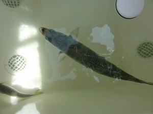 海釣り（五目釣り）