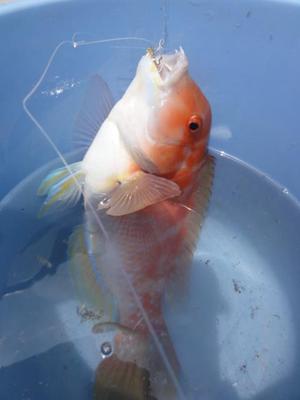 海釣り（五目釣り）