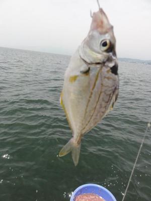 海釣り（五目釣り）