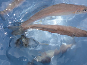 海釣り（五目釣り）