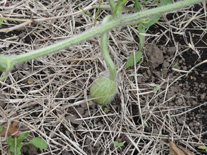 素人野菜研究会（スイカ）