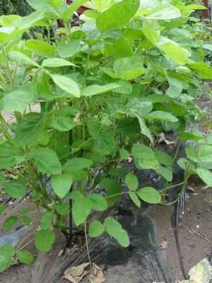 素人野菜研究会（スイカ）