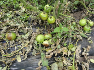 素人野菜研究会（スイカ）