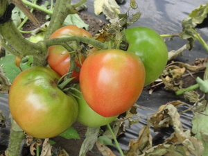 素人野菜研究会（スイカ）