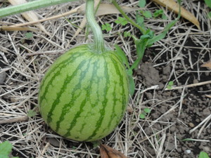 素人野菜研究会（スイカ）