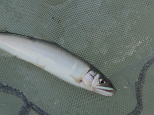 素人釣り研究会