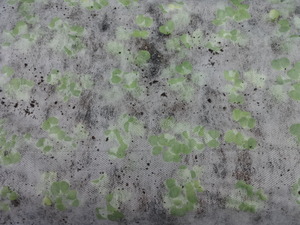 素人野菜研究会（大根）