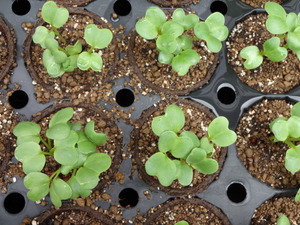 素人野菜研究会（大根）