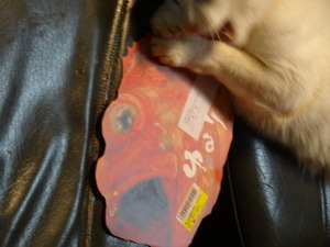猫の漁師　（鬼カサゴ）