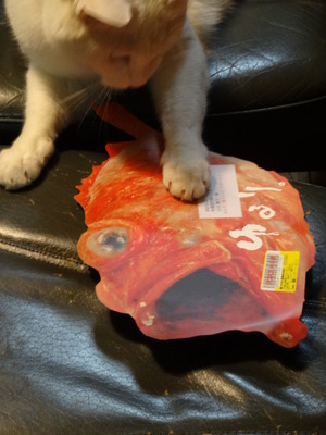 猫の漁師　（鬼カサゴ）