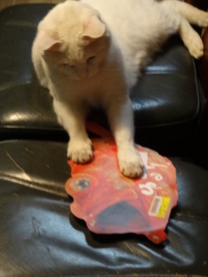 猫の漁師　（鬼カサゴ）