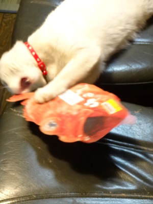 猫の漁師　（鬼カサゴ）