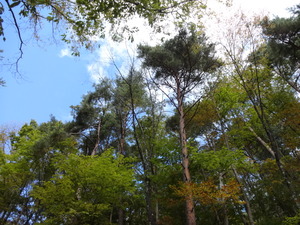 オフロード入門（山梨）