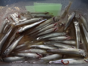 ワカサギ釣り（山中湖）