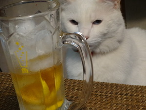 ワカサギ釣り（山中湖）