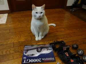 ２０００ＧＴ（ねこ）