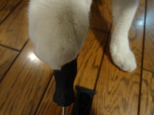 ２０００ＧＴ（ねこ）