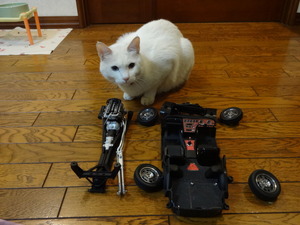 ２０００ＧＴ（ねこ）