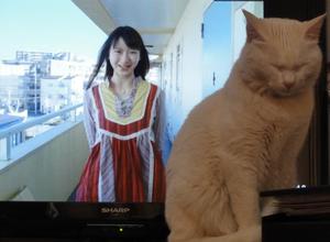 猫の整備士（居眠り？）