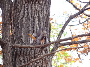 公園でリス発見（自然）