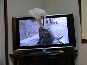 野生の王国（猫の世界）？