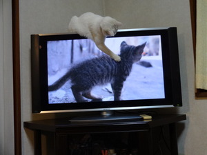 野生の王国（猫の世界）？