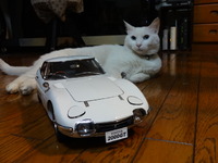 ラスト２０００ＧＴ（猫の整備士）