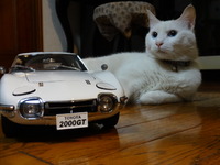 ラスト２０００ＧＴ（猫の整備士）