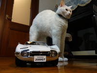 ラスト２０００ＧＴ（猫の整備士）